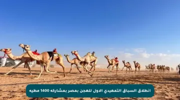 انطلاق السباق التمهيدي الأول للهجن بمصر بمشاركة 1400 مطية